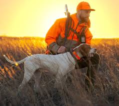 4. Garmin Dog Tracking and Training